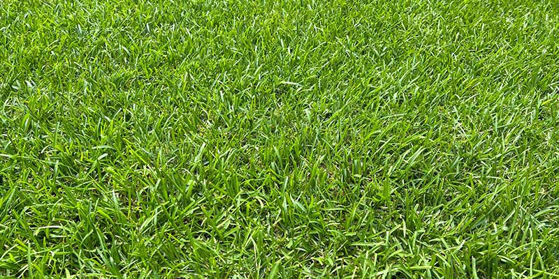 Centipede Grass<br />
