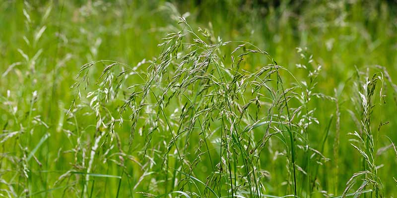 Fescue Grass