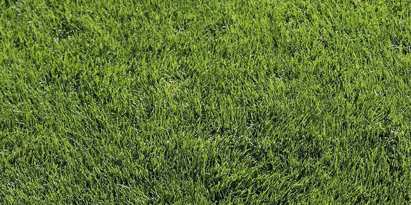 Kentucky Bluegrass<br />
