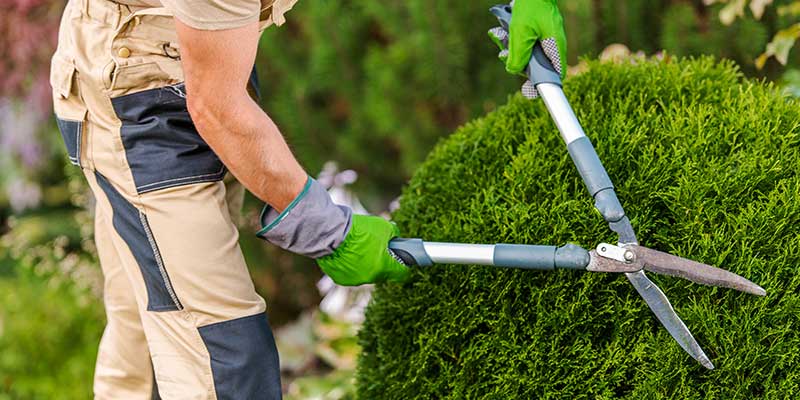 Residential Bush Trimming Services
