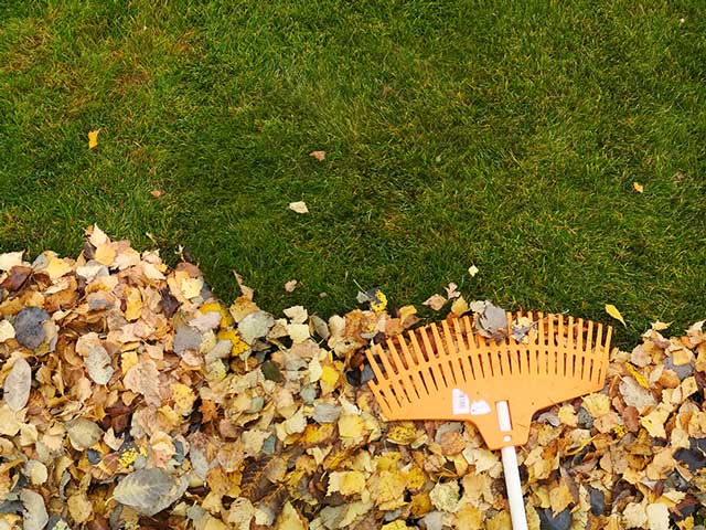 Autumn clean garden back yard rake