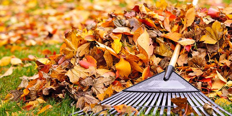 Pile fall leaves fan rake on Services