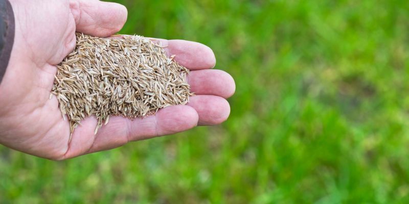 What Is Lawn Overseeding