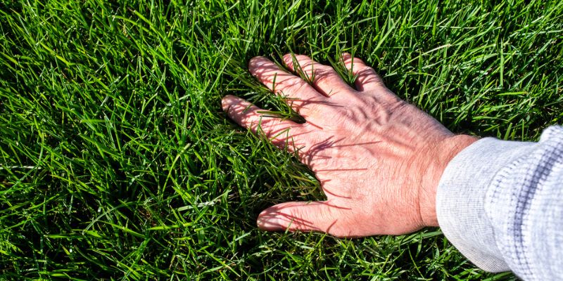 Why Overseeding Your Lawn After Aeration Is Important