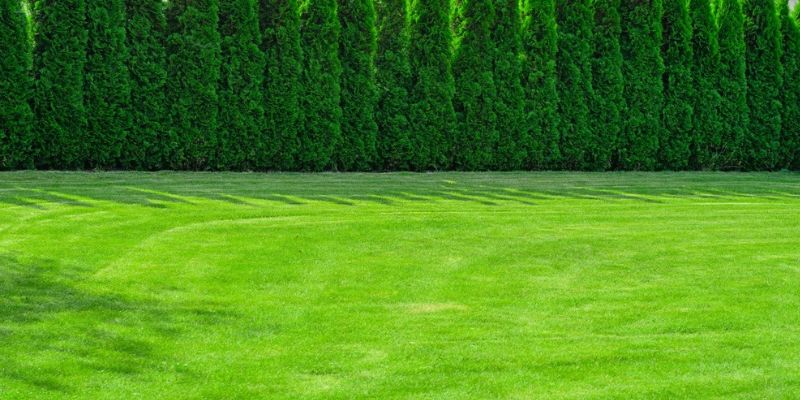 Encourage Deeper Stronger Grass Roots