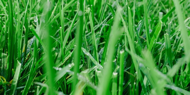 Fill Bare Spots And Thicken Thin Grass