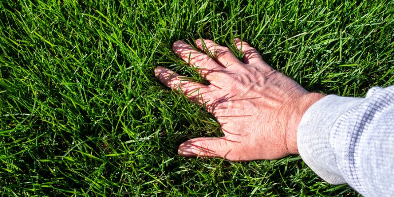 Limit Erosion And Improve Long Term Lawn Appearance