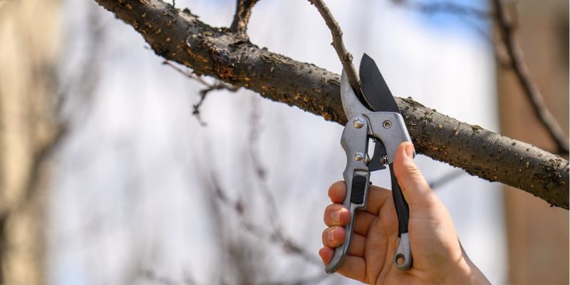 Prune Dead Damaged Or Hazardous Branches