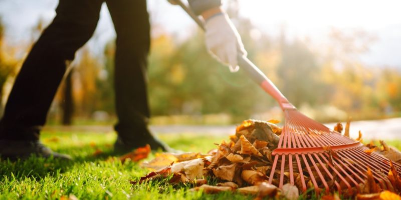 Leaf Removal and Disposal