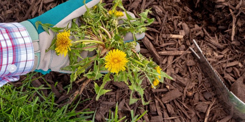 Remove Weeds Before Winter
