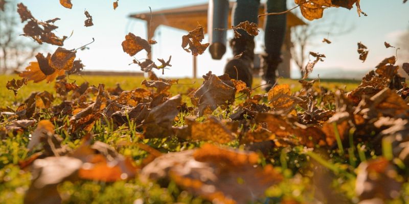 The Complete Fall Yard Clean-Up Checklist for a Healthier Lawn