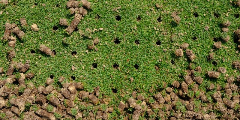 What Are Lawn Aeration And Overseeding