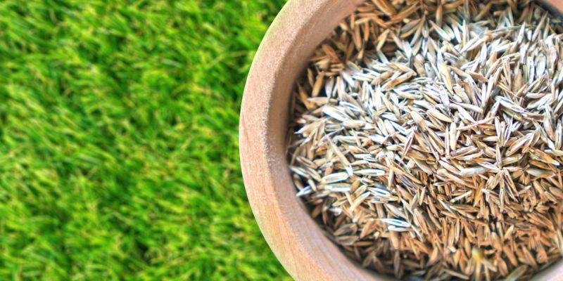 When Is The Best Time To Aerate And Overseed In Roanoke Va
